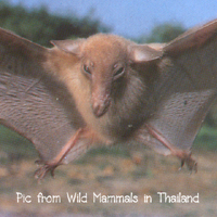 Macrogiossus sobrinus